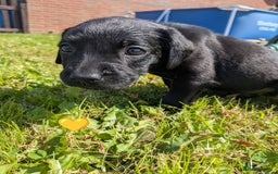 Labrador Retriever dogs for sale: Black/red Labrador pups - Image 9