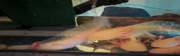 Catfish fish for sale: Golden albino Axolotls in Liverpool - Advert 2