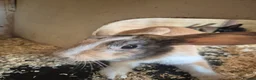 Mixed Breed rabbits for sale: rabbits in need of good home in Peterborough - Advert 2
