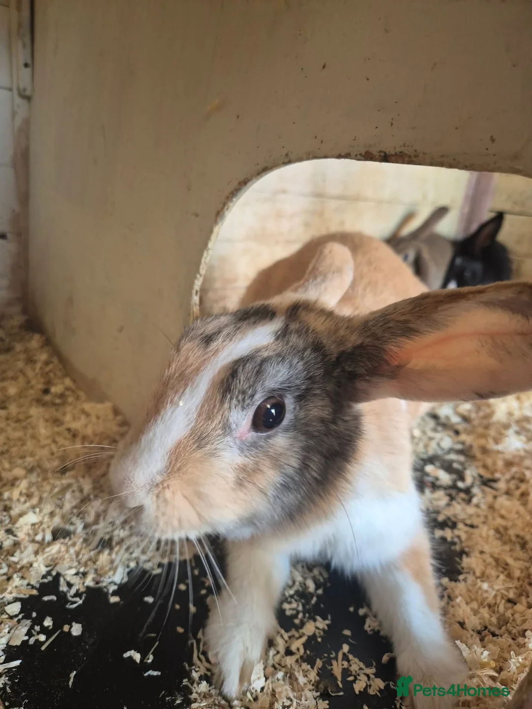 Mixed Breed rabbits for sale: rabbits in need of good home in Peterborough - Advert 2
