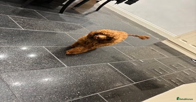 Toy Poodle dogs Outstanding toy/asain Poodles.  - Advert 1