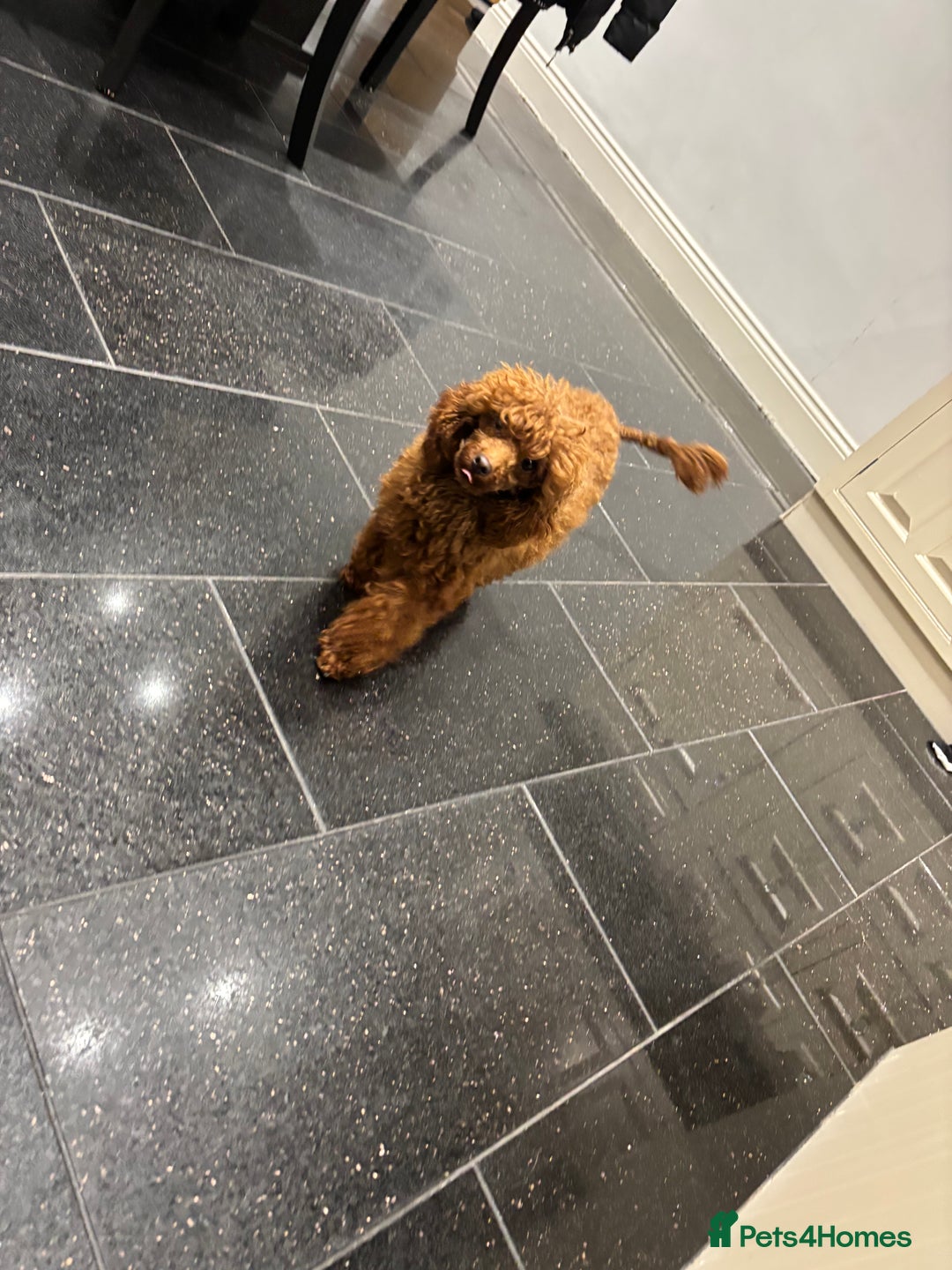 Toy Poodle dogs for sale: Outstanding toy/asain Poodles.  - Advert 3