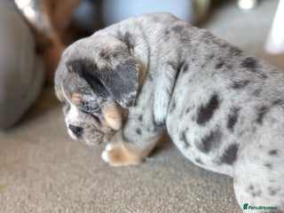 English Bulldog dogs 11 wonderful healthy happy bulldog babies - Advert 4