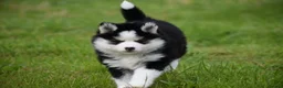 Pomsky dogs for sale: F4 Genuine Pomskies from health tested parents - Advert 26