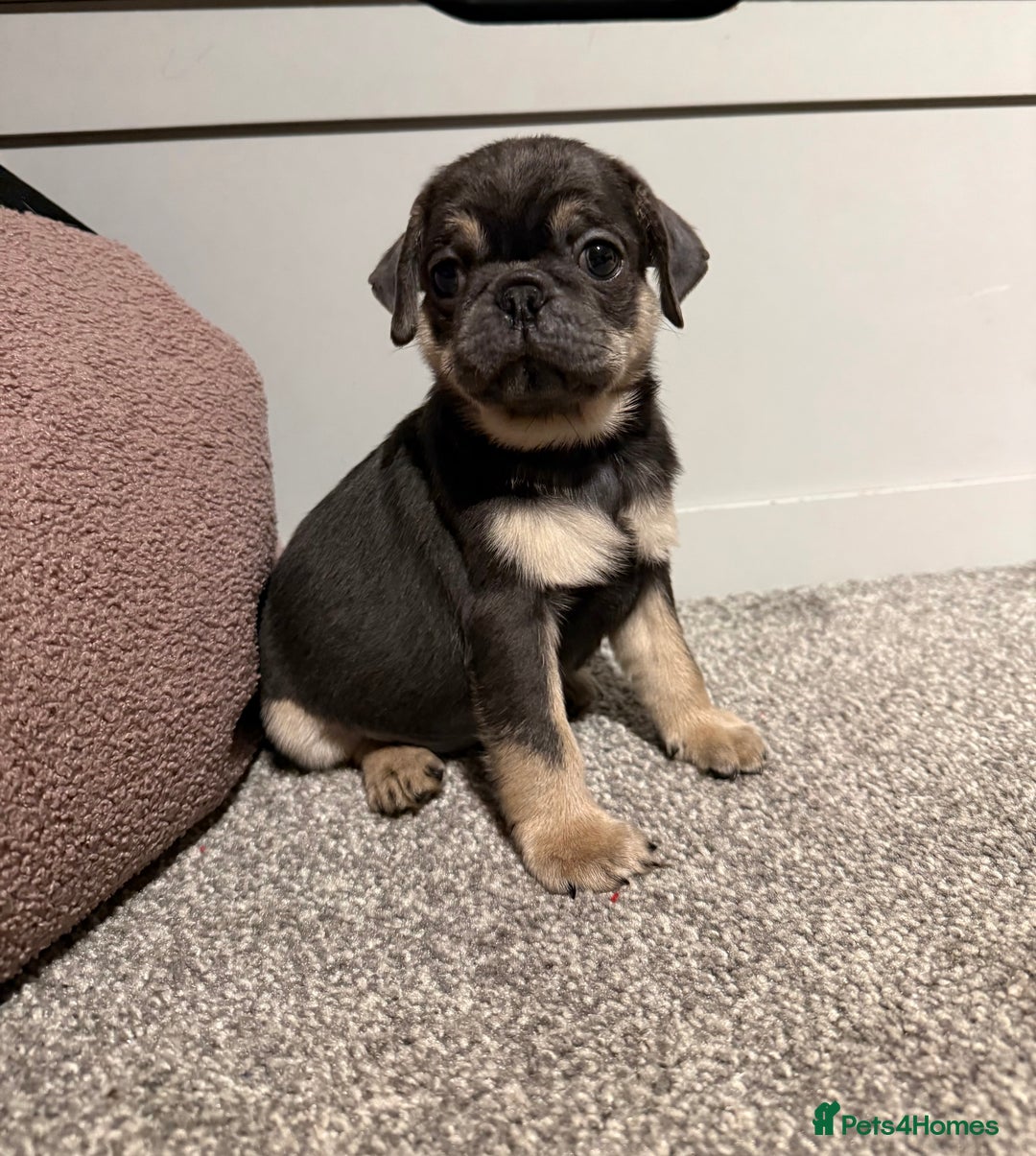 Pug dogs for sale: Only 2 left! Rare coloured pug puppies available  - Advert 1