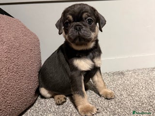 Pug dogs Only 2 left! Rare coloured pug puppies available - Advert 6