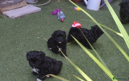 Shihpoo dogs for sale: rare black shipoos - Image 17