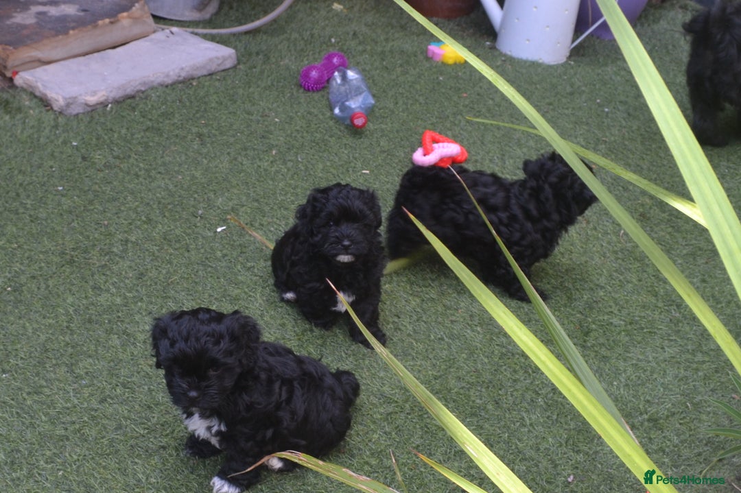 Shihpoo dogs for sale: rare black shipoos - Image 17