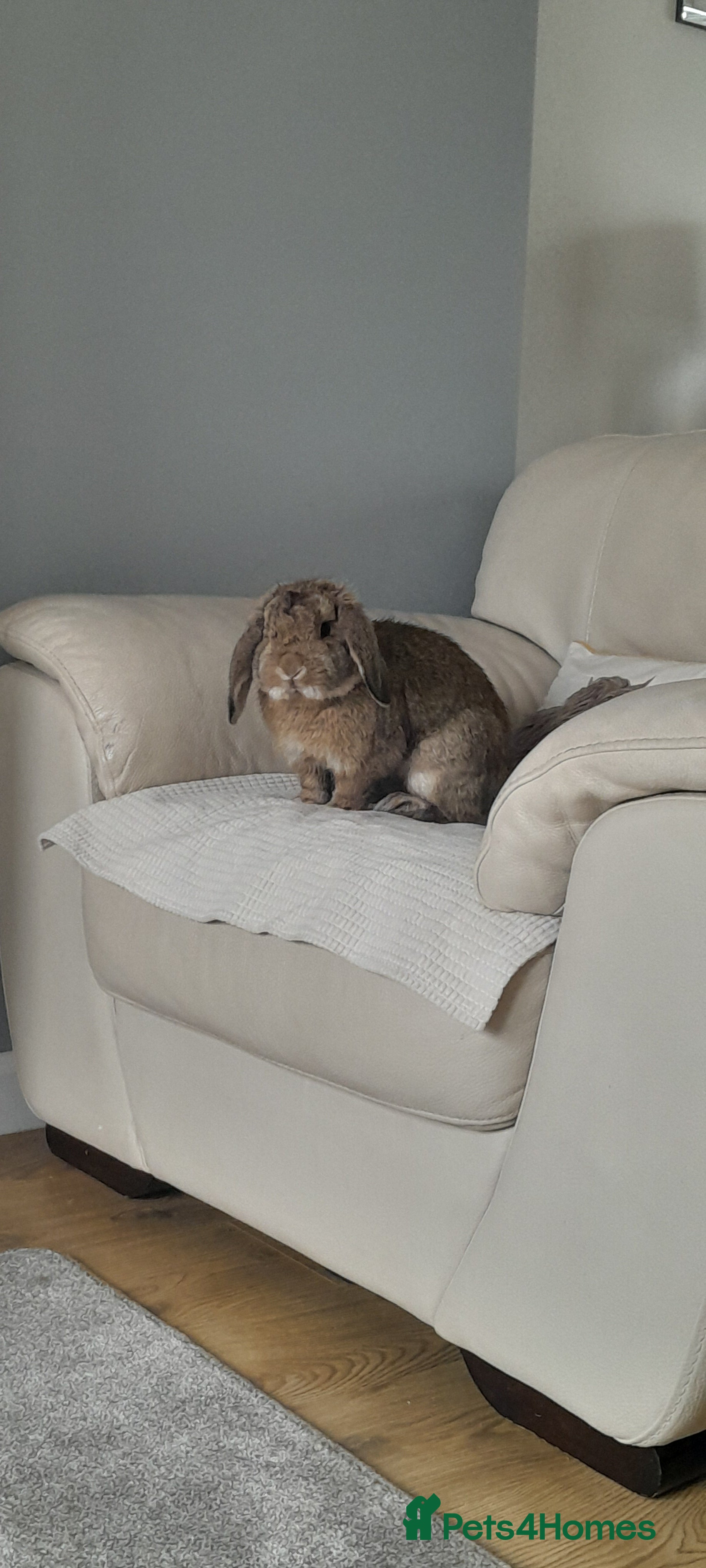 Mini Lop rabbits Neville - Advert 9