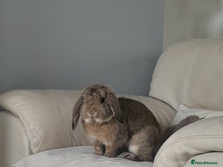 Mini Lop rabbits for sale - Advert 1