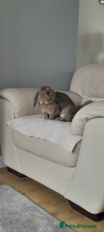 Mini Lop rabbits - Advert 11