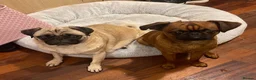 Mixed Breed dogs for sale: Puffin Puppies - Advert 4
