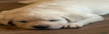 Golden Retriever Puppy 4