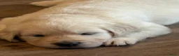 Golden Retriever dogs for sale: Golden puppies - Advert 6