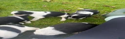 Mixed Breed dogs for sale: Collie X cocker puppies - Advert 30