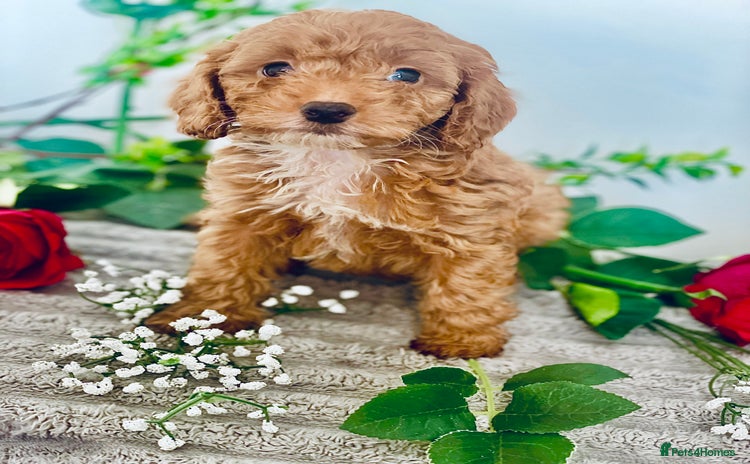 Cavapoo dogs - Advert 16