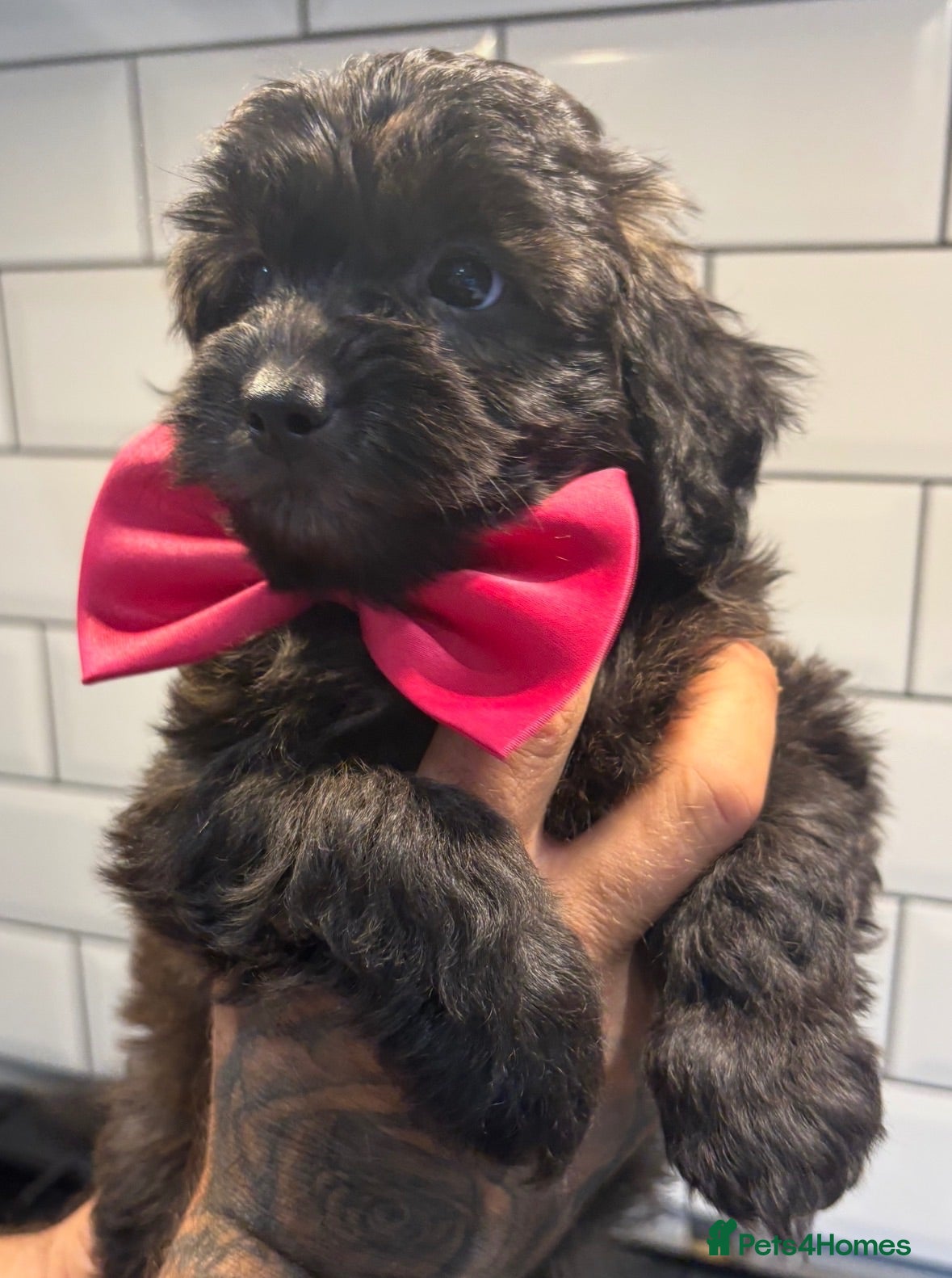 Shihpoo dogs Adorable F1B Shihpoo puppies ready 9/8/26 🧸🤎🐾 - Advert 2