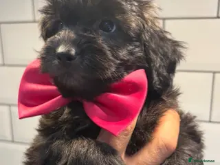 Shihpoo dogs Adorable F1B Shihpoo puppies ready 9/8/26 🧸🤎🐾 - Advert 2