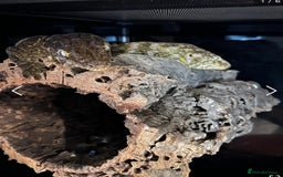 Gecko reptiles for sale: Breeding pair of Leachianus gecko’s with set up - Image 1
