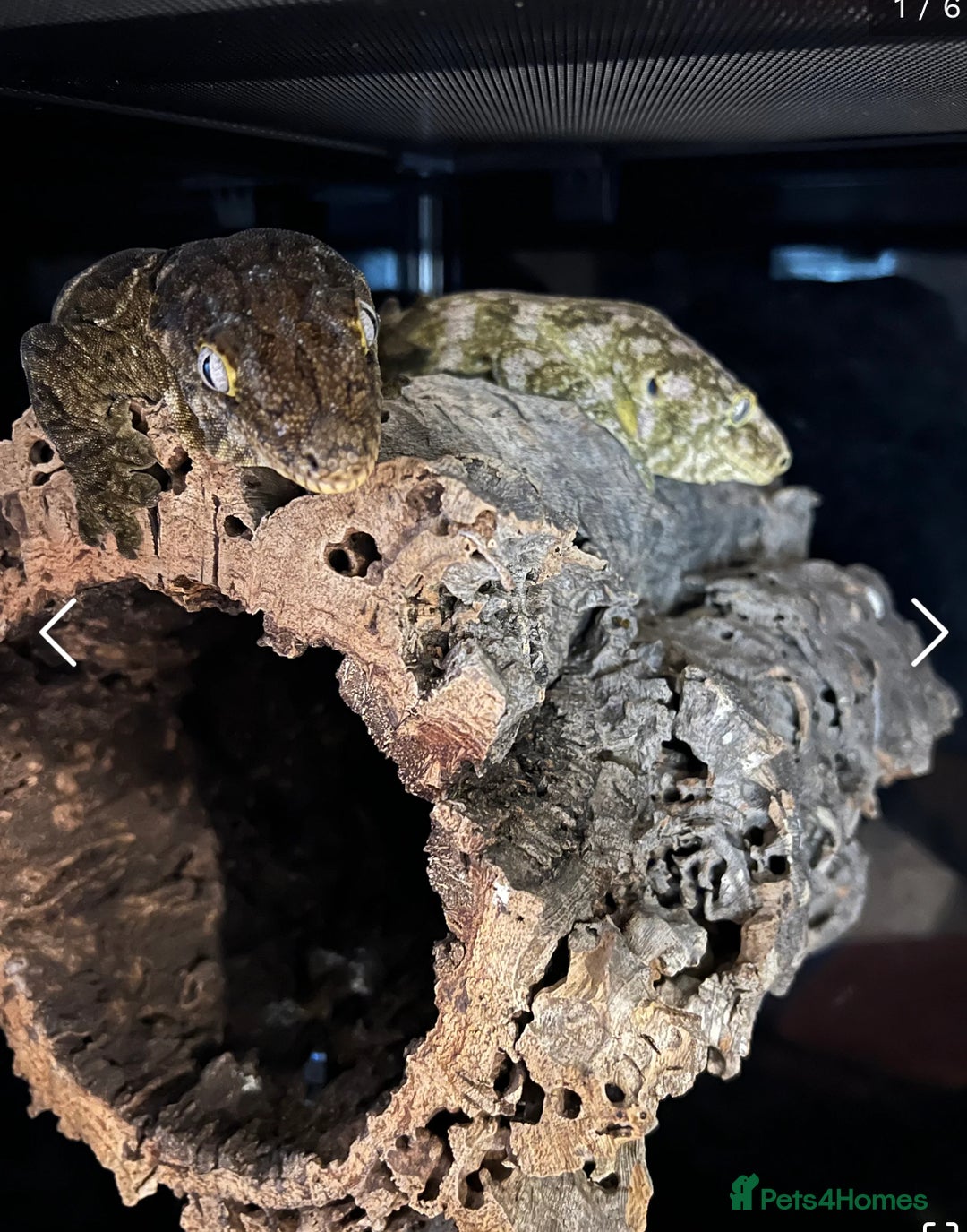 Gecko reptiles for sale: Breeding pair of Leachianus gecko’s with set up - Image 1