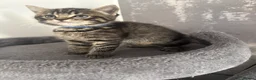 Mixed Breed cats for sale: Super cute and friendly tabby kittens  - Advert 20