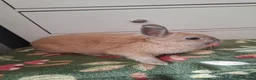 Mini Lop rabbits for sale: Little lop  - Advert 4