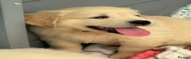Golden Retriever 2