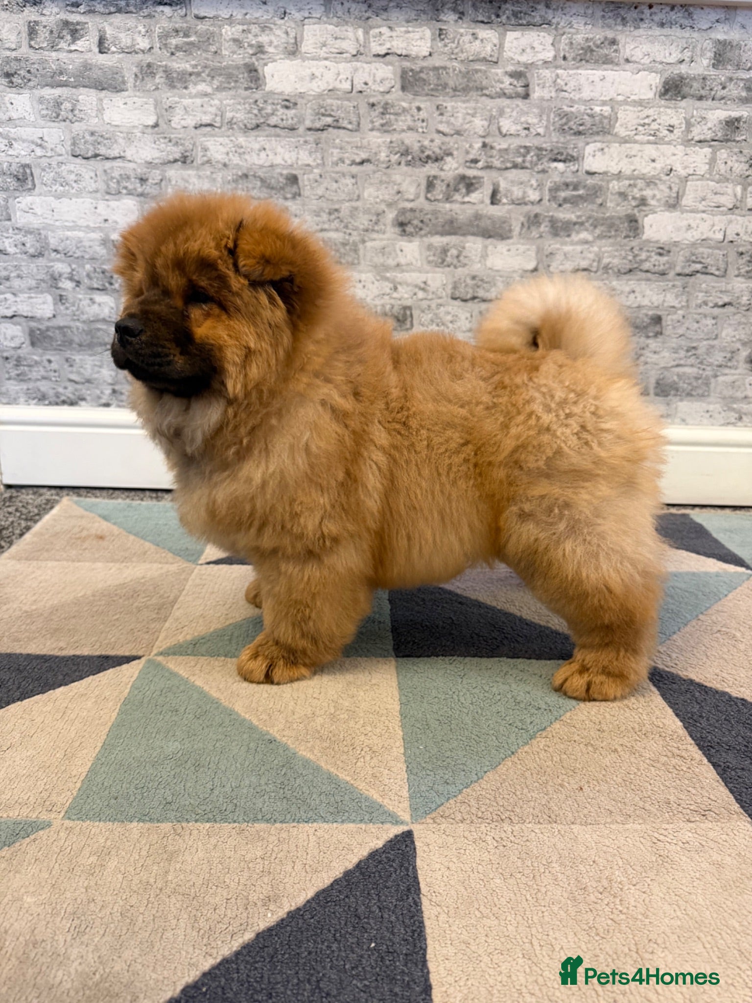 Chow Chow dogs K.c registered chow chow puppies - Advert 21