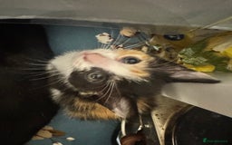 Mixed Breed cats for sale: 2 and half month old kittens for adoption! - Image 8