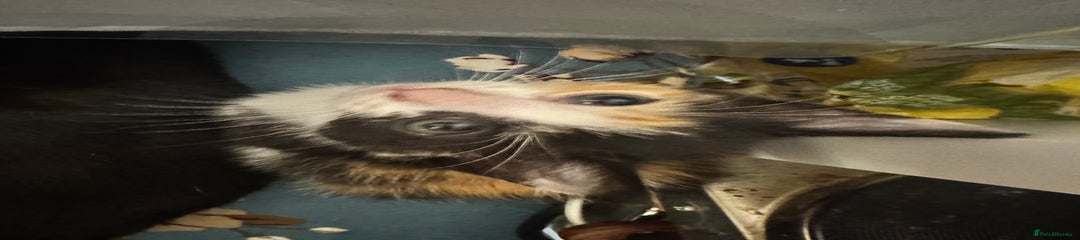 Calico Girl 2