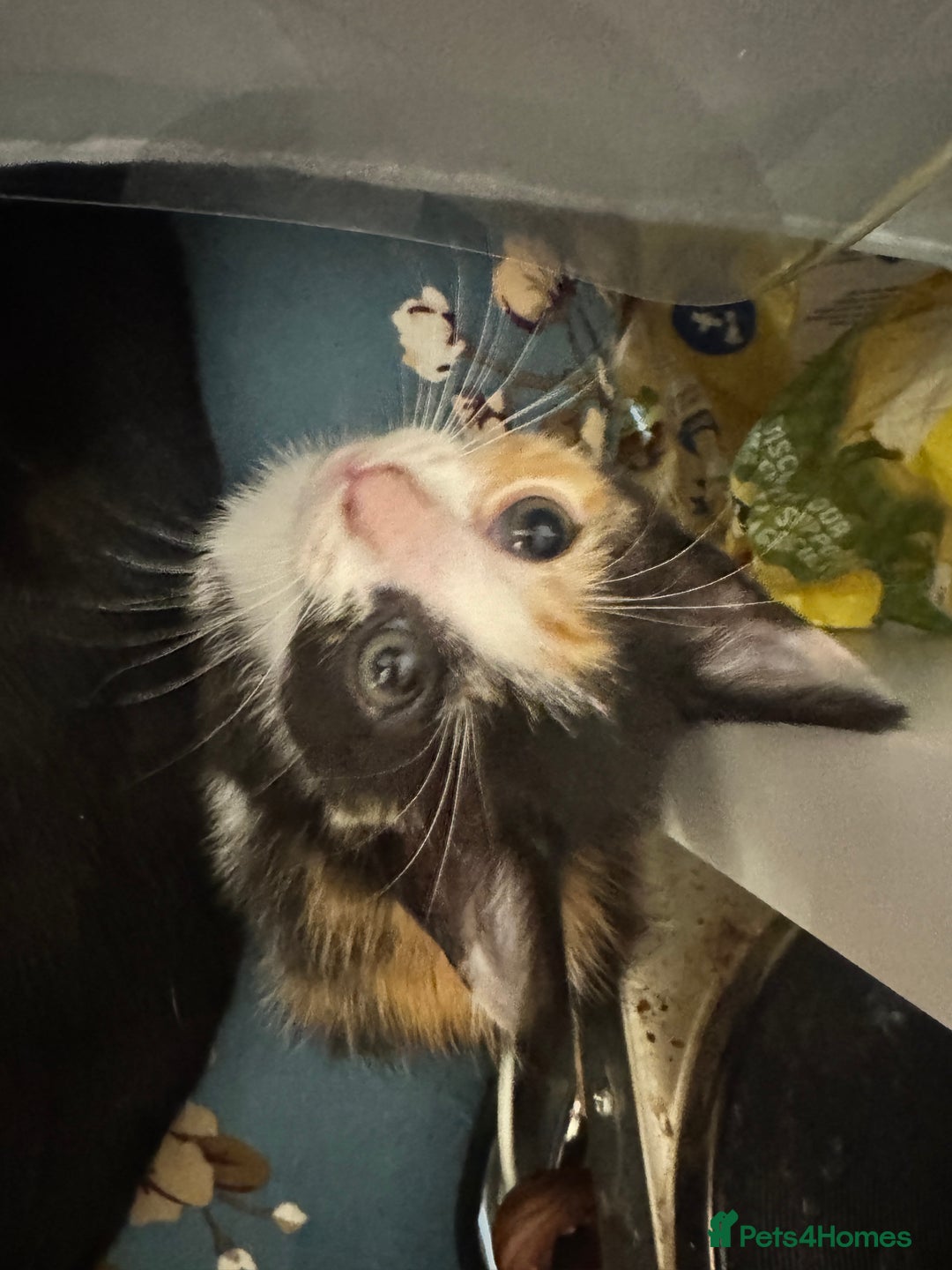 Mixed Breed cats for sale: 2 and half month old kittens for adoption! - Image 8