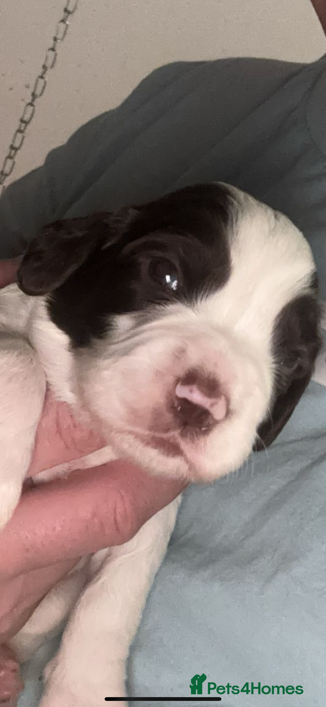 English Springer Spaniel dogs for sale: English Springer Spaniel Puppies  - Advert 22