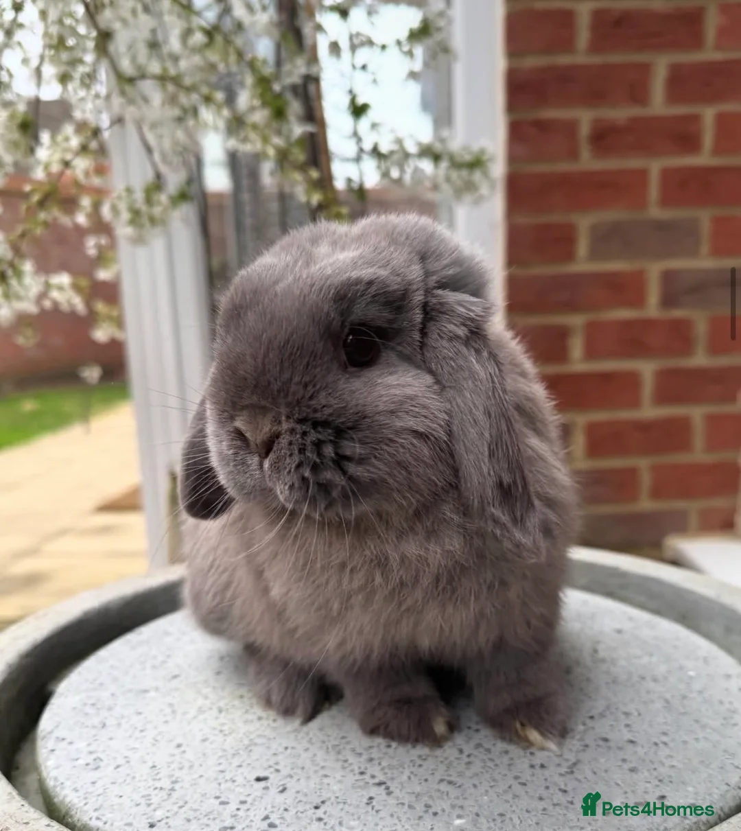 Mini Lop rabbits for sale: Outstanding Lines, Purebred Mini Lop - Advert 2