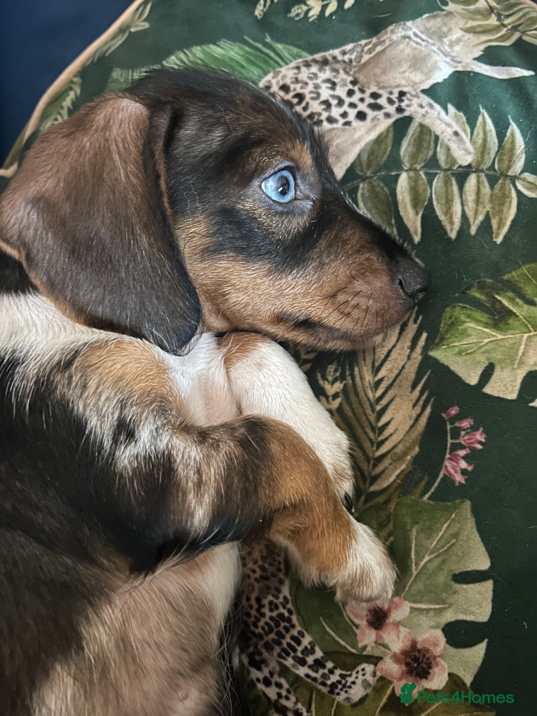 Miniature Dachshund dogs for sale: Stunning Dapple miniature dachshund boy - Advert 1