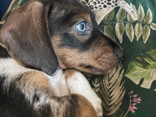 Miniature Dachshund dogs Stunning Dapple miniature dachshund boy - Advert 3