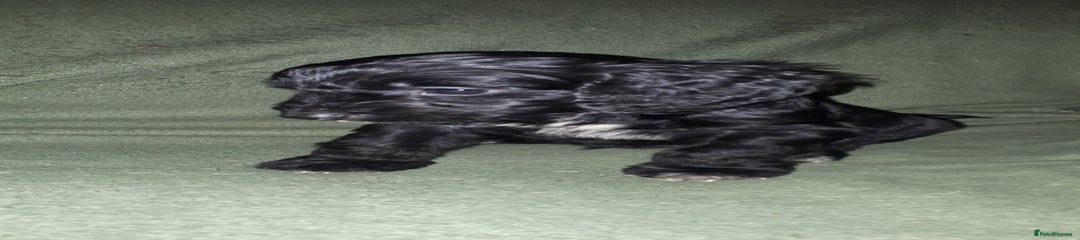Cockapoo Puppy 6