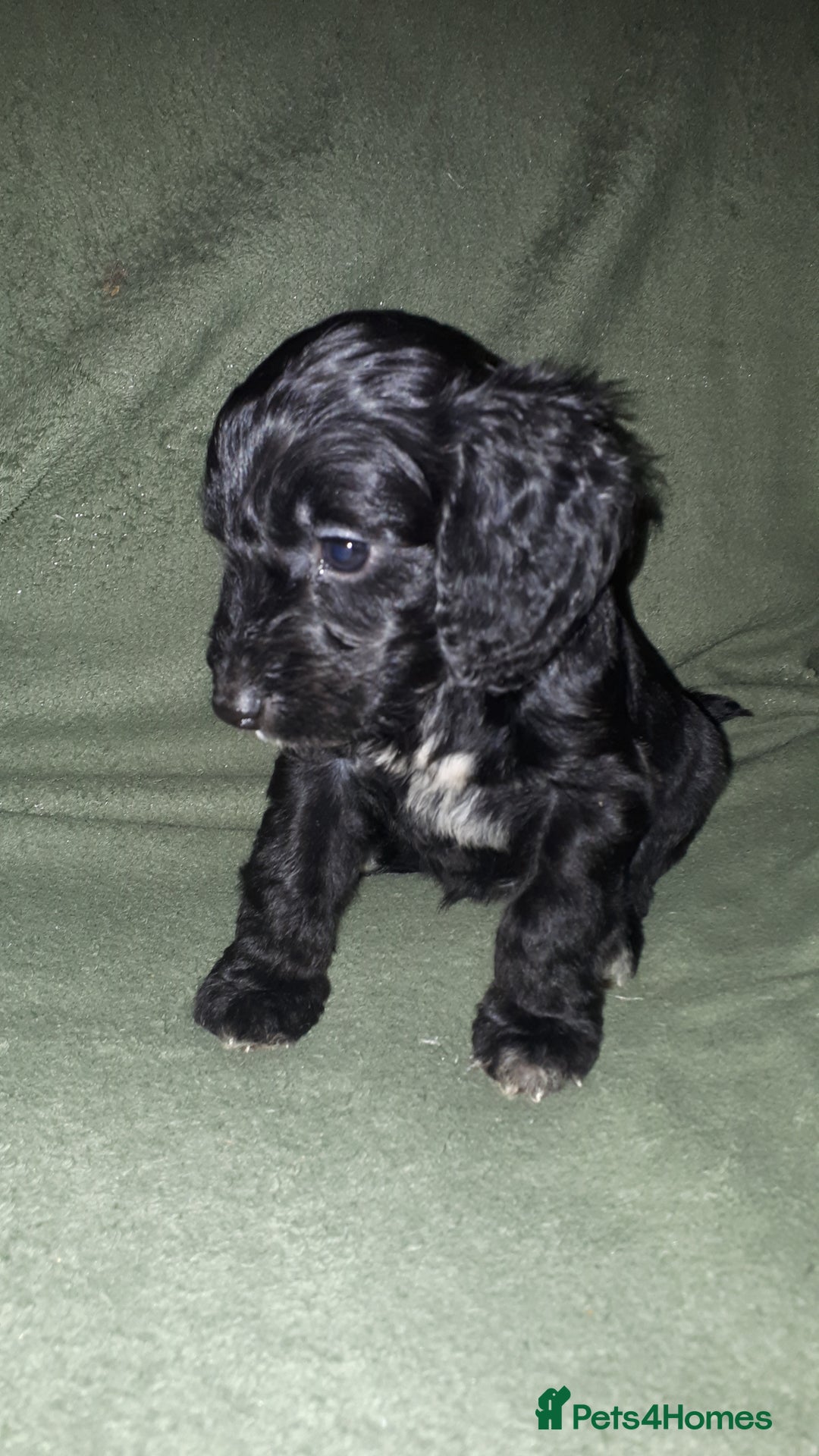 Cockapoo dogs for sale: F2b cockapoo puppies - Image 16