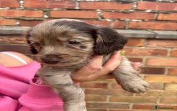 Cocker Spaniel dogs for sale: 3 male cocker spaniel pups  - Image 15
