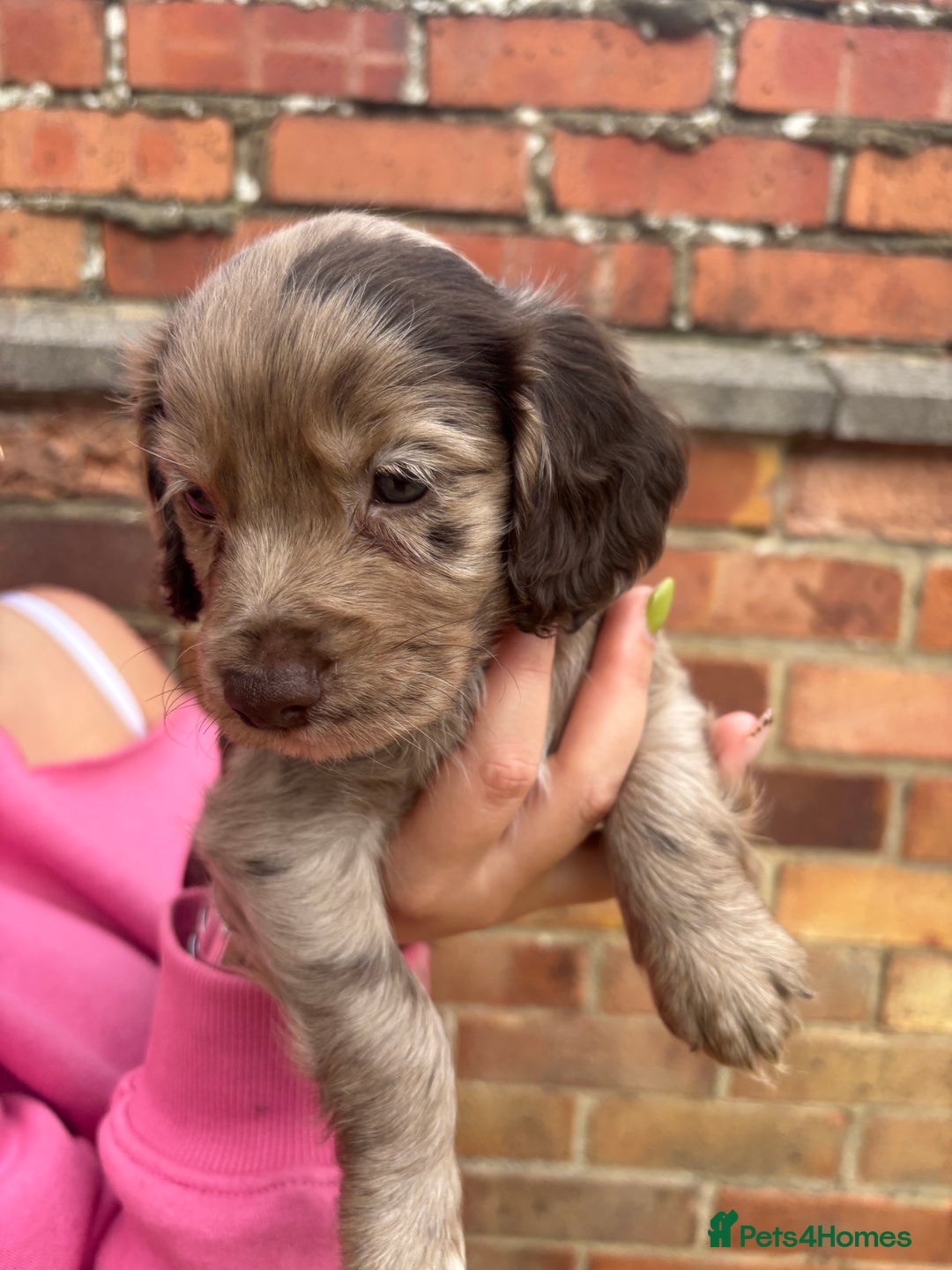 Cocker Spaniel dogs for sale: 3 male cocker spaniel pups  - Image 15