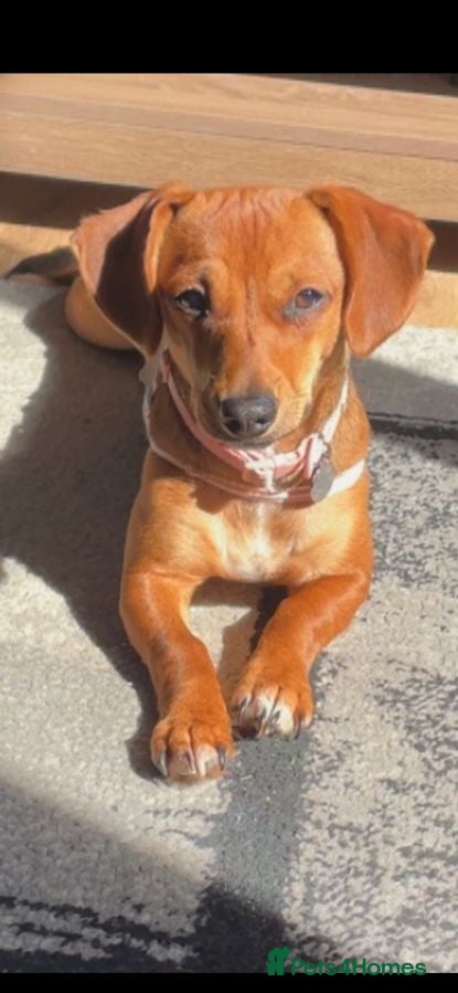Chiweenie dogs 9 month old girl - Advert 9