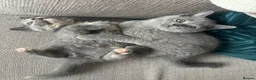 British Shorthair cats for sale: GCCF Registered 2 Kitties Left- Ready to Go - Advert 9