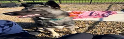 Shepsky dogs for sale: Kobe wan Kenobi needs a forever home - Advert 5