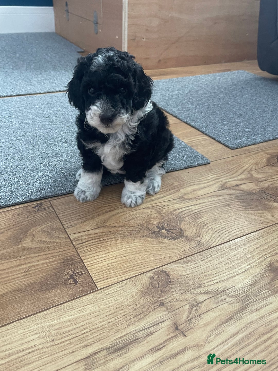 Cockapoo dogs for sale: F1b Toy Cockapoos  - Image 1