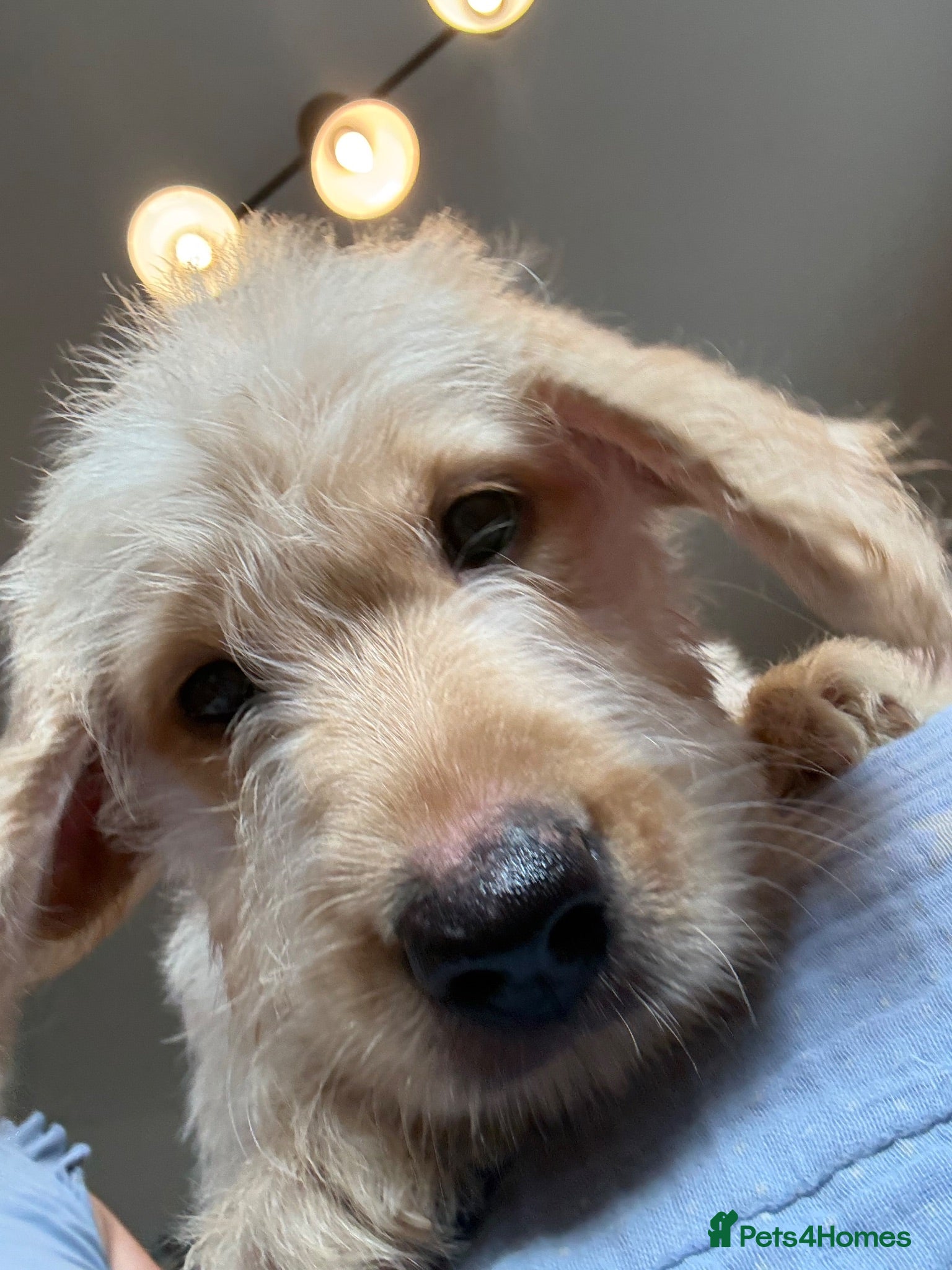 Labradoodle dogs Stunning Labradoodle puppies - Advert 2