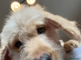 Labradoodle dogs Stunning Labradoodle puppies - Advert 2