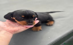 Miniature Dachshund dogs for sale: Beautiful miniature dachshund puppies - Image 22