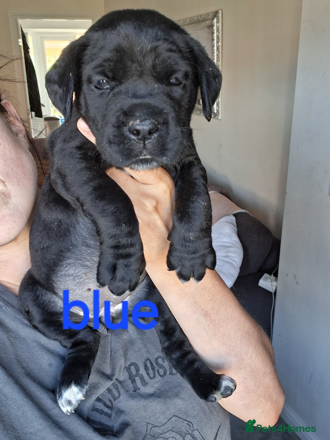 Cane Corso dogs for sale: Gorgeous Cane Corso pups - 2 chunky girls left! - Image 11