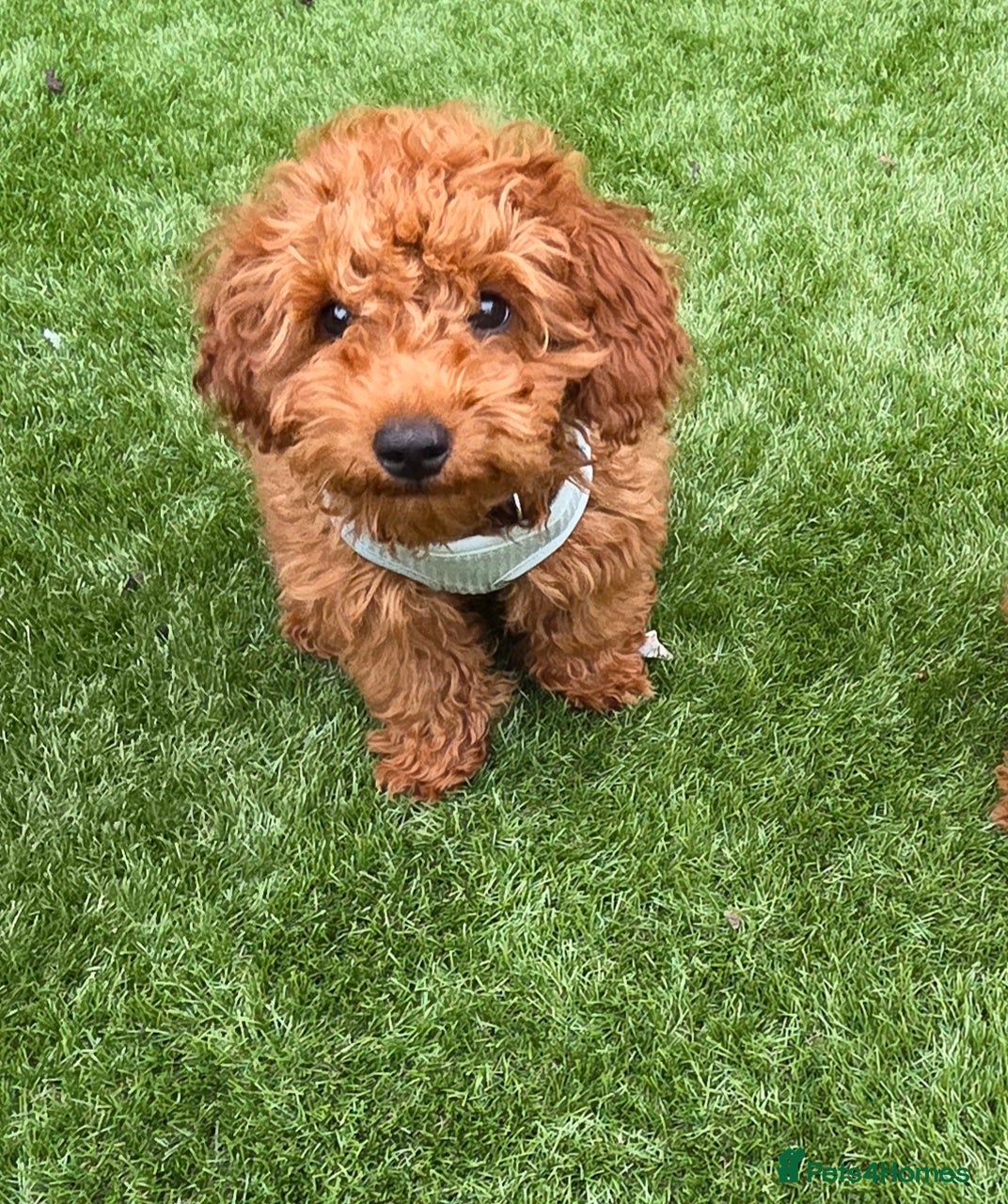Mixed Breed dogs 1 left, Micro Toy Poodle, Red.  - Advert 16