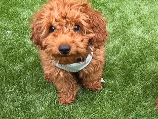 Mixed Breed dogs 1 left, Micro Toy Poodle, Red. - Advert 16
