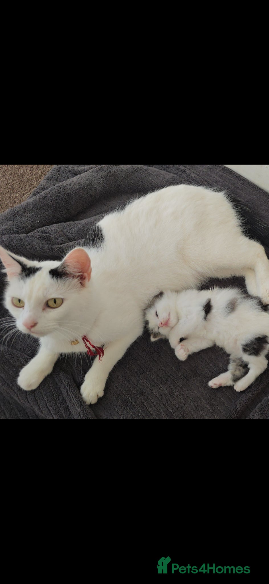 Mixed Breed cats 1 Adorable 9-Week-Old Kitten for Sale - Advert 1